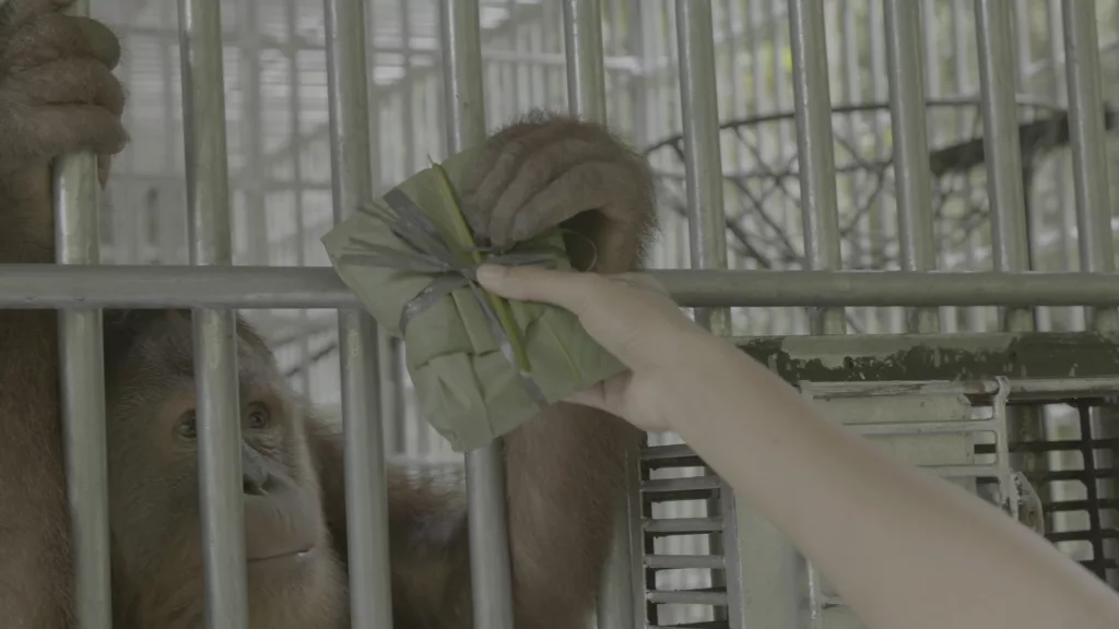 Nyaru Orangutan, Jungle School Still