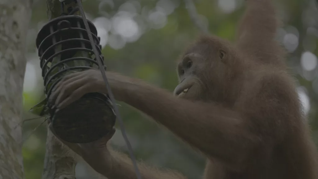Nyaru Orangutan, Jungle School Still