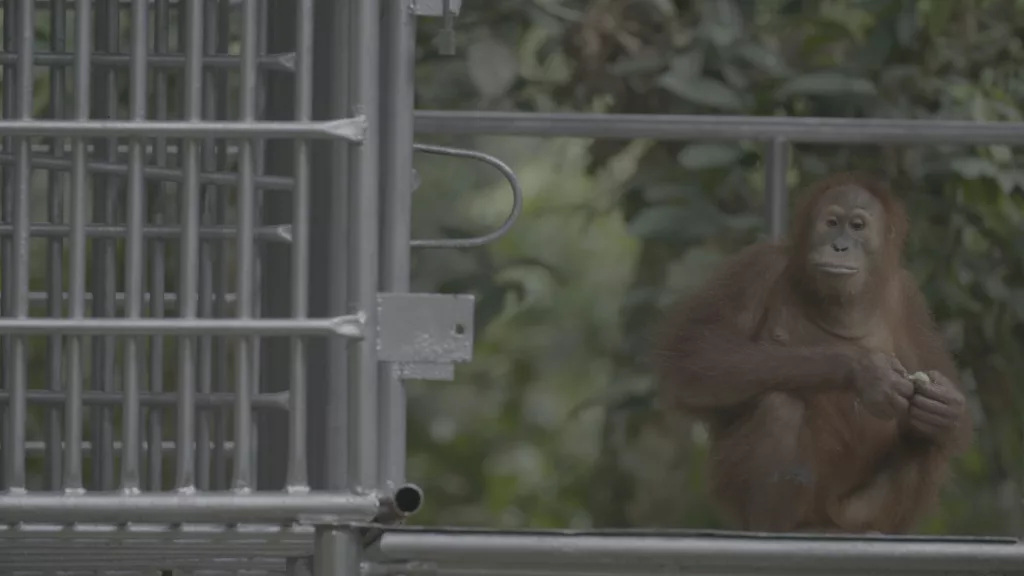 Nyaru Orangutan, Jungle School Still