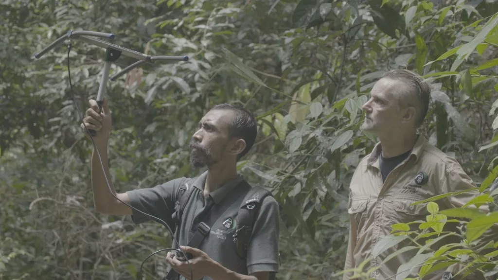 Jungle School Thanks for Bananas Still